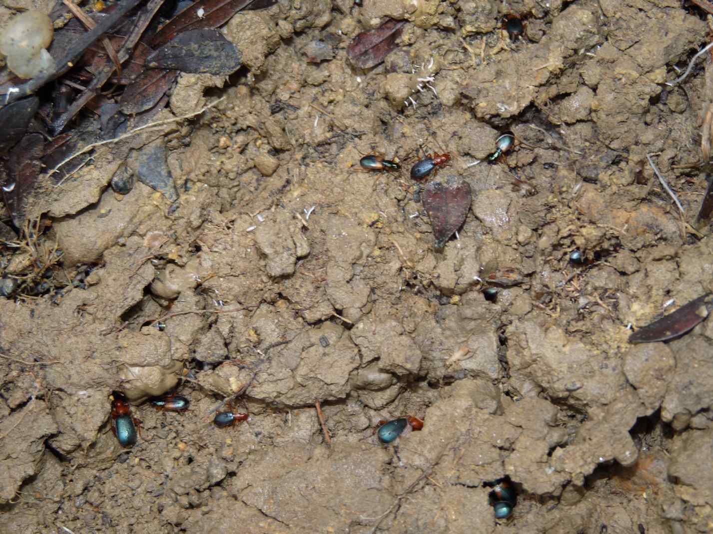 Brachinus? Anchomenus dorsalis